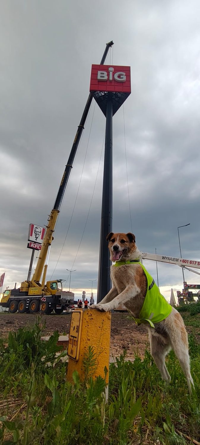 Bery, nasz czworonożny członek zespołu, w akcji